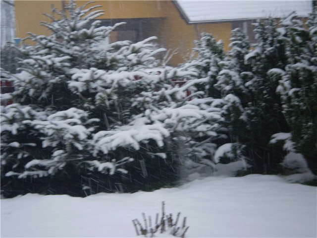 snijeg